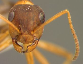 Media type: image; Entomology 8885   Aspect: head frontal view